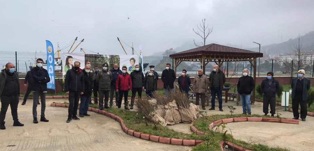 Tirebolu'da Şebin Cevizi Dağıtıldı