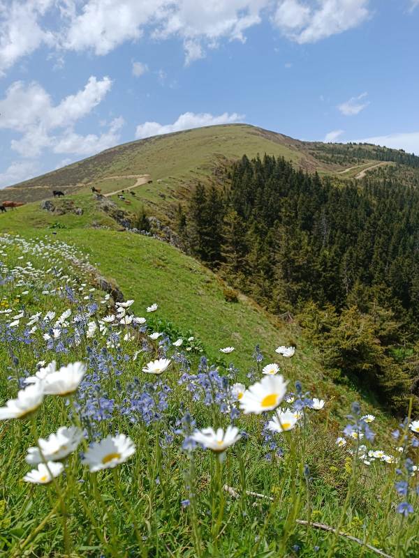 Yayla Resimleri-24