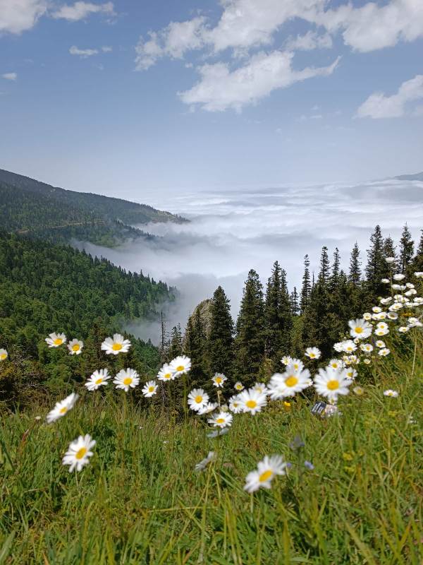 Yayla Resimleri-24