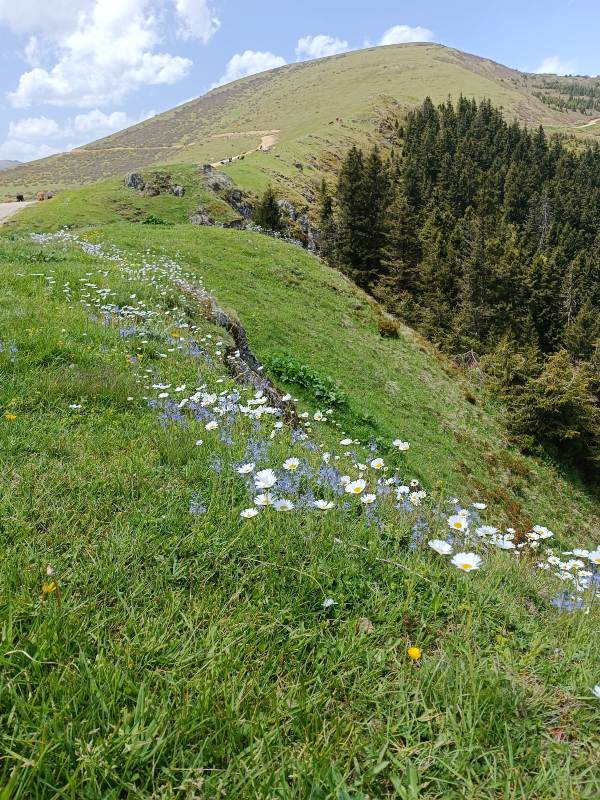 Yayla Resimleri-24