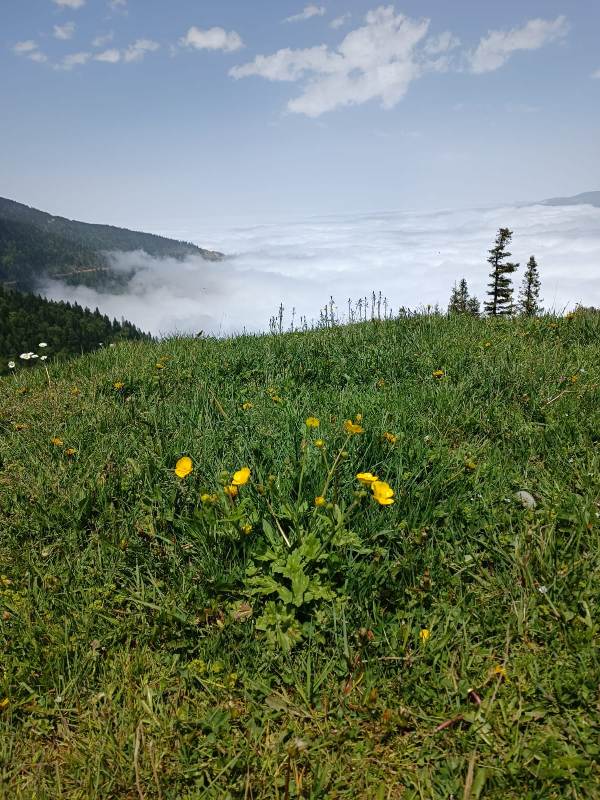 Yayla Resimleri-24