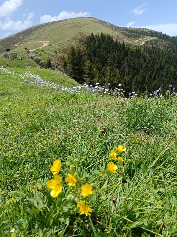 Yayla Resimleri-24