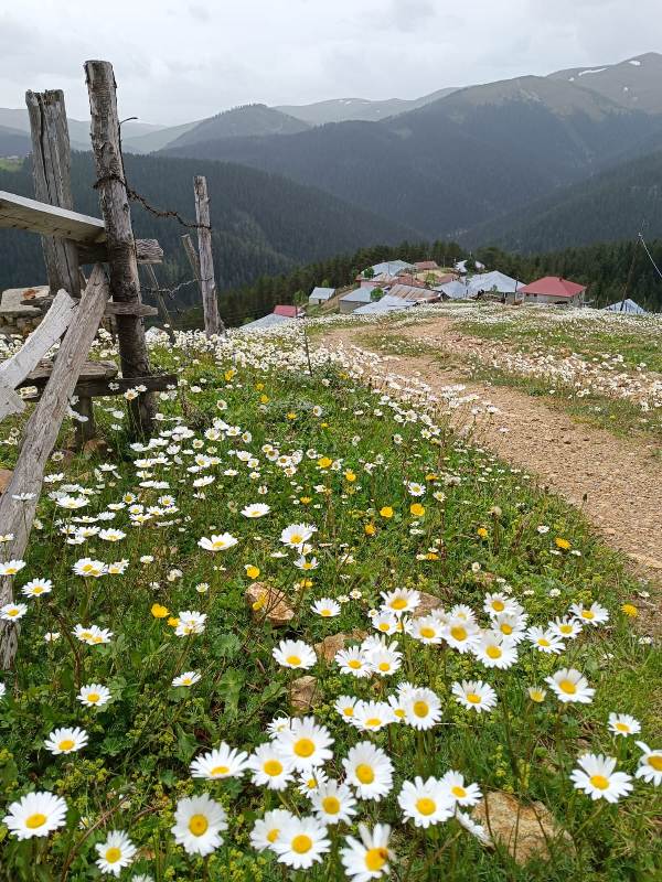 Yayla Resimleri-24