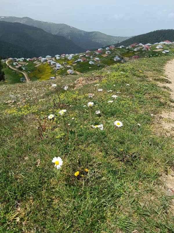 Yayla Resimleri-24