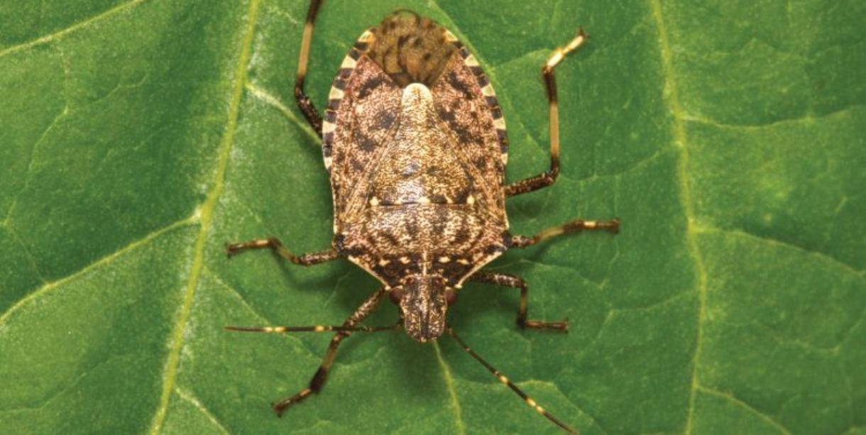 Kahverengi Kokarca Zararlısı ile Topyekün Mücadele Toplantısı