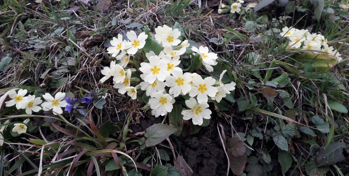 Doğankent ve Köylerine Bahar Geldi